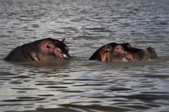Two hippos can be seen in the water of Lake Ziway, Lake Ziway, Ethiopia