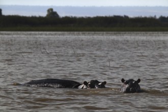 Two hippos swim in the calm water of the lake, Ziway Lake, Ethiopia