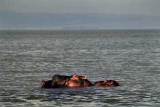 Hippos appear in the calm waters of Ziway Lake, Ziway Lake, Ethiopia