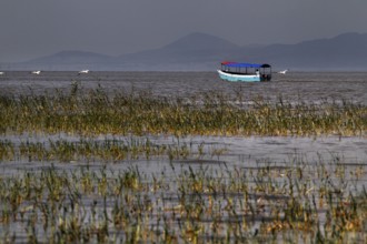 Boat floating in Ziway Lake surrounded by dense grasses, Ziway, Oromia, Ethiopia