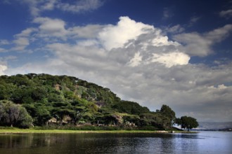 Lush vegetation on the shores of Ziway Lake under blue sky, Ziway, Oromia, Ethiopia