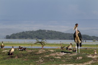 Maraboos stand majestically on a shore of the lake, Ziway Lake, Ethiopia