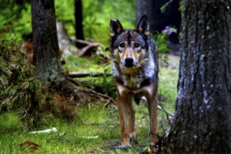 A wolfhound stands alert in the thick forest, the light breaks through the canopy in Kuusamo,