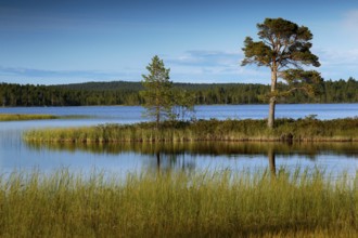 Idyllic lake landscape in Lapland surrounded by green trees, Lapland, Finland