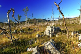 Barren tundra with dwarf birches and rocks under clear skies in Finnmark, Finnmark, Norway
