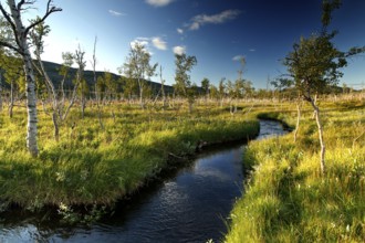 Wide tundra steppe in Finnmark, lined with crooked dwarf birches and a meandering river, Finnmark,