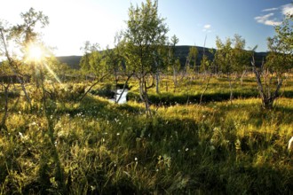 Sunlight falls on the tundra landscape with dwarf birches in Finnmark, Finnmark, Norway