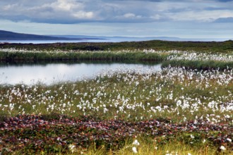 Blooming cottongrass meadows in a nature reserve on a quiet lake, Ekkerøy, Finnmark, Norway
