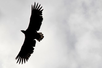 Silhouette of sea eagle against cloudy sky in Raftsund, Austvågøy, Raftsund, Norway