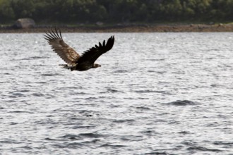 Sea eagles flying majestically over Raftsund water, Austvågøy, Raftsund, Norway