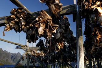 Dried fish on wooden racks in the sun under a clear sky, Sakrisøy, Moskenesøy, Lofoten