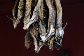 Hanging stockfish in Å, Moskenesøy, Å, Moskenesøy, Norway