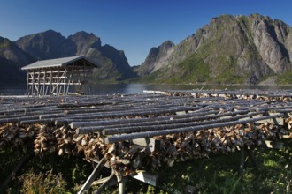 Fish racks with dried fish against a breathtaking mountain backdrop, Sakrisøy, Moskenesøy, Lofoten