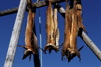 Dried fish hanging on wooden racks under blue sky, Sakrisøy, Moskenesøy, Lofoten