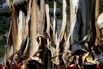 Dried fish hang in the sun on wooden racks in Sakrisøy, Sakrisøy, Moskenesøy, Lofoten
