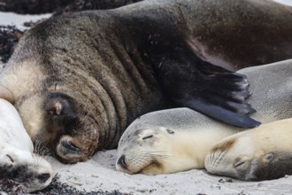 Several sea lions sleep close to each other on Kangaroo Island Beach, Seal Bay, Kangaroo Island,