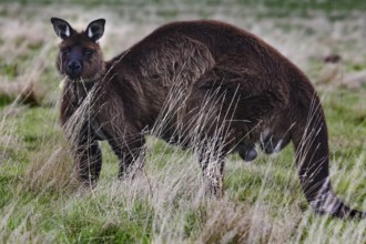 Eastern gray kangaroo grazing quietly in natural environment, Kangaroo Island, South Australia,