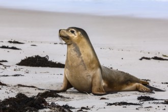 A watchful sea lion lies on the sandy beach of Kangaroo Island, Seal Bay, Kangaroo Island,