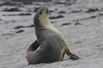 Single sea lion resting on sandy shore of Seal Bay, Kangaroo Island, South Australia, Australia
