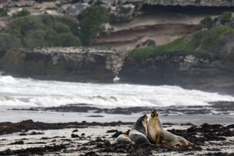 Two sea lions interact on the beach off a rugged coastline on Kangaroo Island, Seal Bay, Kangaroo