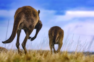 Two eastern gray kangaroos moving together on open spaces, Kangaroo Island, South Australia,