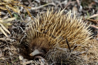 An ant hedgehog digs in the ground with its characteristic spines on Kangaroo Island, Kangaroo