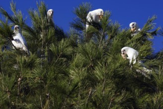A group of nasal cockatoos sit on a tree under clear skies in Emu Bay, Kangaroo Island, South