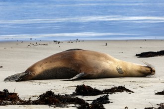 A sea lion rests on the sandy beach of Kangaroo Island, Seal Bay, Kangaroo Island, Australia