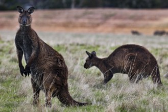 Pair of eastern gray kangaroos, alert and active in nature, Kangaroo Island, South Australia,