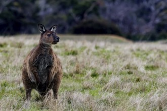 Eastern gray kangaroo stands alert in a vast grassland, Kangaroo Island, South Australia, Australia