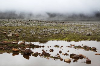 Humid plateau with puddles and fog in front of it, Bale Mountains, Oromia, Ethiopia