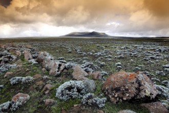 Wide plateau with cloudy sky and rugged landscape, Bale Mountains, Oromia, Ethiopia