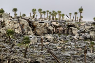 Diverse giant lobelias stand on a rocky subsoil of the Sanetti Plateau, Bale Mountains, Sanetti