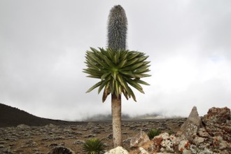 Giant lobelia on the Sanetti Plateau with cloudy sky, Bale Mountains, Sanetti Plateau, Ethiopia