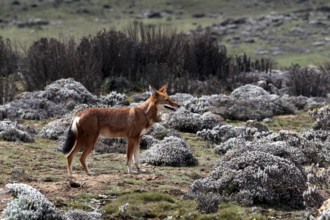 An Ethiopian wolf looks at the landscape with grassy and rocky areas, Bale Mountains, Sanetti