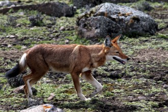 An Ethiopian wolf in motion surrounded by rocks and vegetation on the plateau, Bale Mountains,