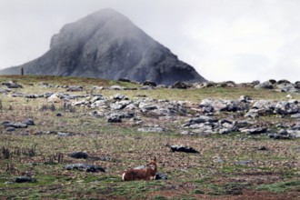 View of the Sanetti Plateau with an Ethiopian wolf in the foreground. Misty mountains in the