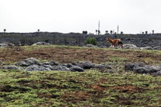 An Ethiopian wolf roams the gentle, grassy Sanetti Plateau, Sanetti Plateau, Bale Mountains,