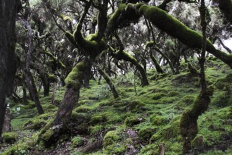 A densely overgrown forest floor with lush moss in the Harenna Forest of the Bale Mountains, Bale
