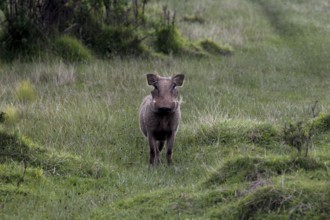 A warthog stands in the middle of a green landscape in the Bale Mountains National Park, Bale