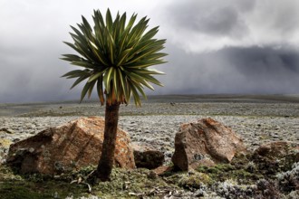 Giant lobelia surrounded by rocks on a plateau with a dramatic cloud background, Bale Mountains,