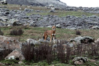 An Ethiopian wolf stands alert between rocks on the Sanetti Plateau, Bale Mountains, Sanetti