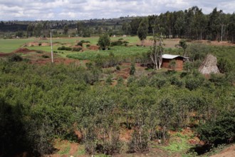 Khat fields stretch across a vast, green landscape, Awaday, Ethiopia