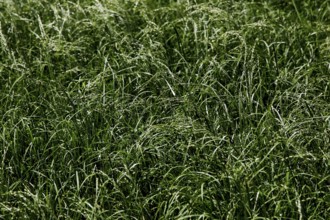 Dense tefffeld shows agricultural wealth in Awassa, Awassa, Sidama, Ethiopia