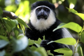 Close-up of a Columbus monkey in its natural environment, Awassa, Sidama, Ethiopia