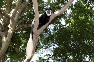 Colobus monkey resting on a branch high up in a densely wooded area, Awassa, Ethiopia
