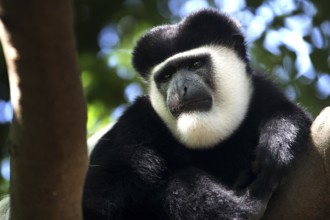 Close-up of colobus monkey sitting quietly in tree, Awassa, Ethiopia