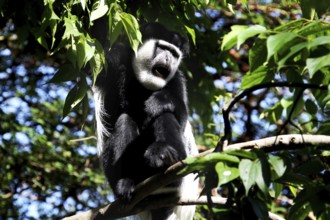 Colobus monkey sitting on a branch in the forest with thick green leaves, Awassa, Ethiopia