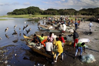 Hustle and bustle at the fish market, boats and people on the shores of the lake, Awassa, Ethiopia