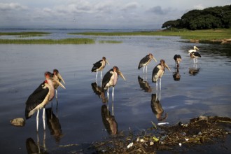 Several maraboos stand in the water of a lake surrounded by nature, Awassa, Ethiopia
